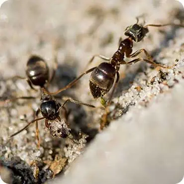 Black Ant