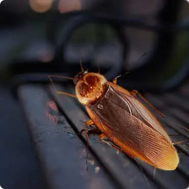 Cockroach Control in East Delhi
