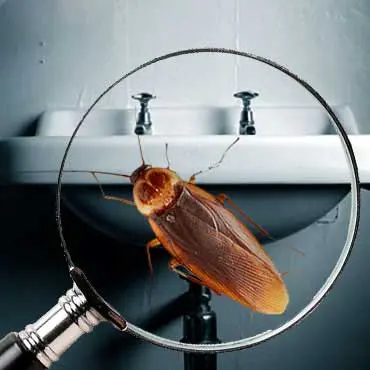 Professional Cockroach Pest Control Krishna Nagar