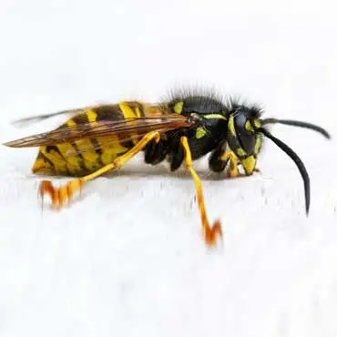 Yellow Bee